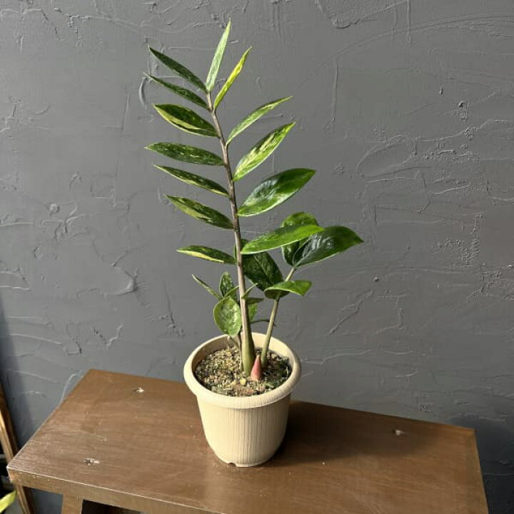 楽天市場】観葉植物/ザミオクルカス：ザミーフォリア（斑入り） 4号24 