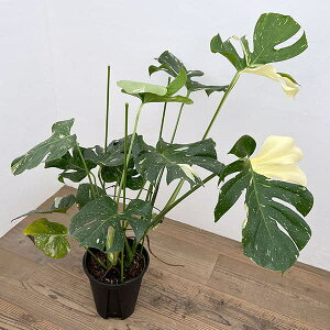 ϗtA/XeFfVI[TF^CRXe[V 8A24-01