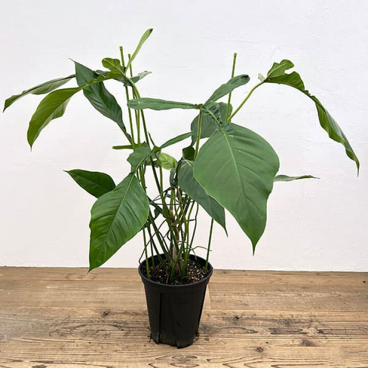 楽天市場】観葉植物/[アーリーサマーセール]フィロデンドロン 