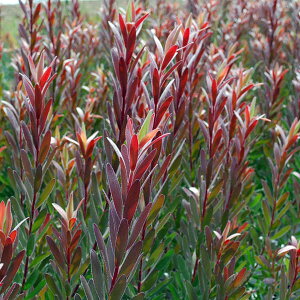 Ԗ ؂̕c/[JfhFTt@TZbg6A