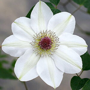 N}`X̕c/N}`XFƂ̂4.5|bg(peXn)