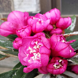 Ԗ ؂̕c/{VNiQFZPîЂ߁j4`5A