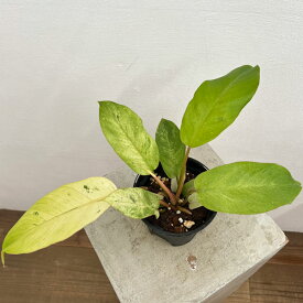 観葉植物/（わけあり特価）フィロデンドロン：スノードリフト 3.5号ポット