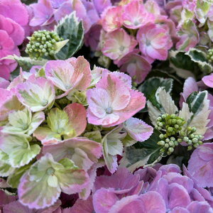 Ԗ ؂̕c/AWTCFXpCXNo.3@3|bg