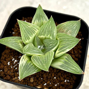 ϗtA/nI`AFߔc[Tу~L[EFC 2.5XNGA