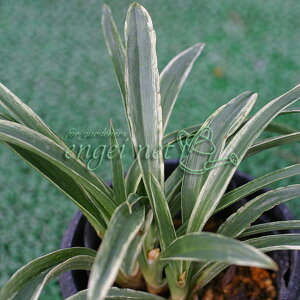 R쑐̕c/IgiNjFQiXYj2.5-3|bg 2Zbg