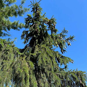 Ԗ ؂̕c/[bpgEqFANRi5|bg