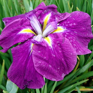 Ԃ̕c/niVEuiԏҊjFK̊iT`mJj3|bg