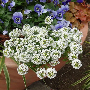 Ԃ̕c/XC[gAbTFNANX^ zCg3-3.5|bg*