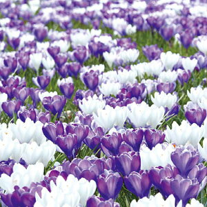 /NbJXFI[VJ[K[f2퍬8E4܃Zbg