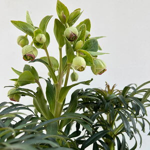 NX}X[YinjFtF`_X tOg3.5|bg