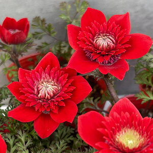 Ԃ̕c/AllFlߍ炫itvmj3|bg