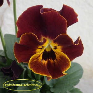 Ԃ̕c/rIF~X^[_fB3|bg 3Zbg