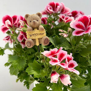 WtHXgsbN xA[BuEiWGP002BRj