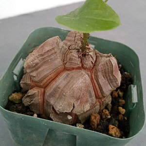 ϗtA/[UEt@[ZNg]fBIXRAiTbjFGt@eByX@2.525-15