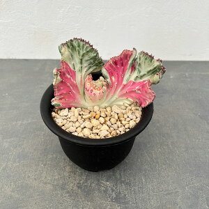 �ϗt�A��/[�I���Z�[��]�i�킯��������j���[�t�H���r�A�F���N�e�B�A�}�n���W���z���C�g�i�ڂ��~���j5�����A��25-06