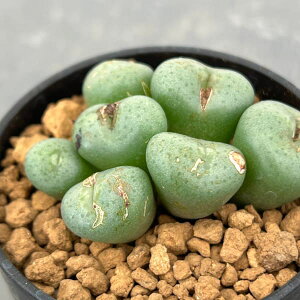 �ϗt�A��/�R�m�t�B�c���F�ʕF�@2.5���|�b�g