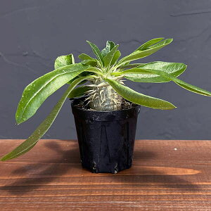 ϗtA/pL|fBEFGjO}`Jij 2iITCYj