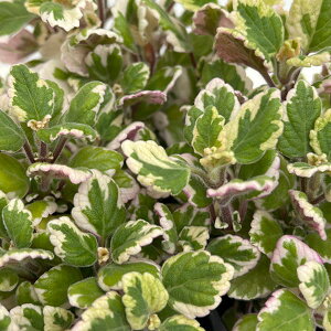 Ԃ̕c/A}eBJXF~g[tij@3|bg