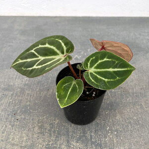 ϗtA/AXEijFRNX^iiNSEj1×RNX^iiNSEj2 2.5|bg