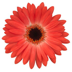 Ԃ̕c/K[fK[xiKrlAjFTVFCp[@GhX@_j[3.5O|bg