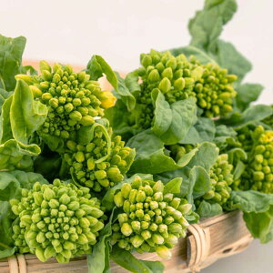 ؂̕c/ioi̕c10AJbgpbNi10j