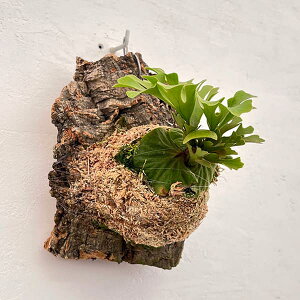 ϗtA/[UEt@[ZNg]rJNV_iREjFhCh[tVo[iX|AjRNt25-01