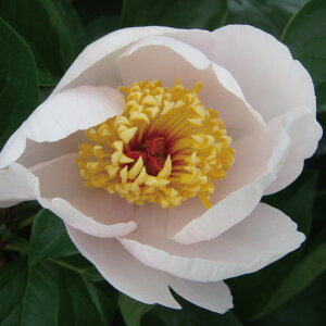 Ԃ̕c/VNNi䉖jF}h[h4|bg