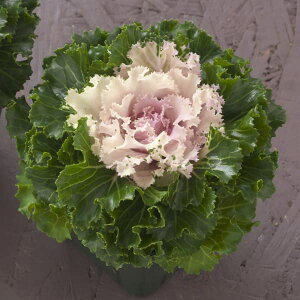 Ԃ̕c/n{^itOjFv`iP[ NX^ oj3|bg