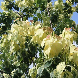 Ԗ ؂̕c/iLn[FgLh6|bg