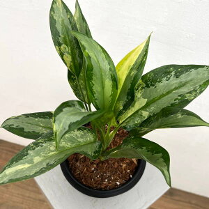 ϗtA/AOIl}FXiv[@525-01