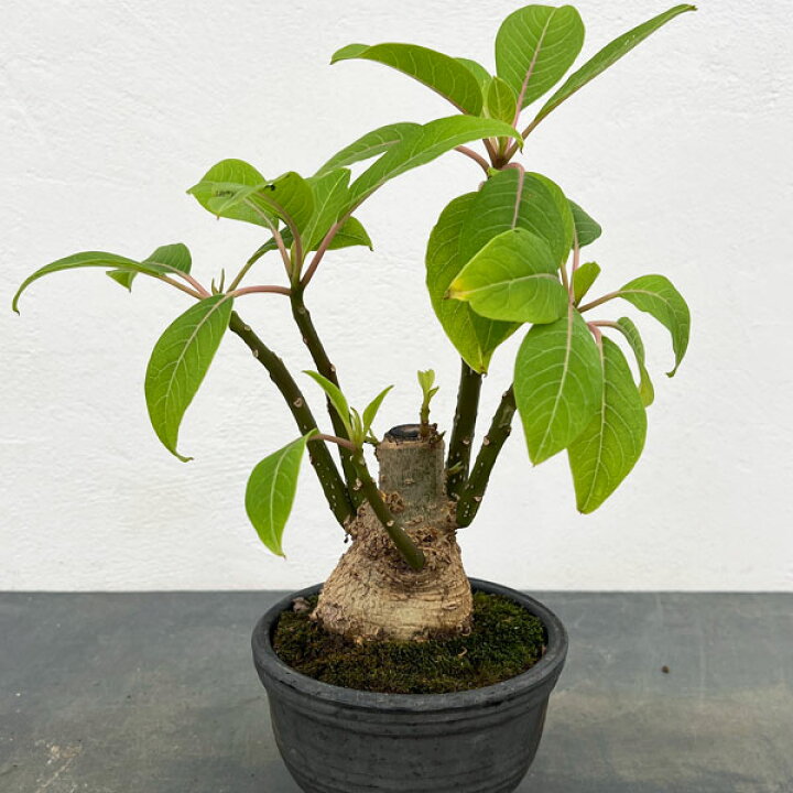 楽天市場】観葉植物/オンブー（塊根仕立て）4号鉢植え 25-01 : 園芸 