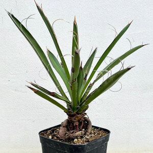 �ϗt�A��/���b�J�F�J���l���T�[�i�i���オ��d���āj�@4�����A��