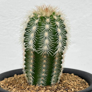 �ϗt�A��/�T�{�e���F�G�L�m�Z���E�X�@���C�P���o�b�L�[�@3�����A��