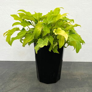 ϗtA/tBfhFUihD[iNbJojC6A