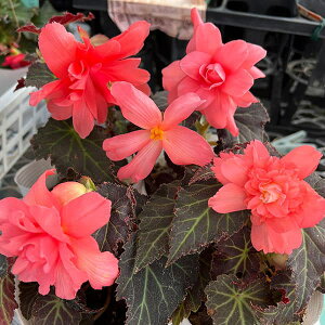 Ԃ̕c/xSjAFmXgbvWC J[Y3.5|bg