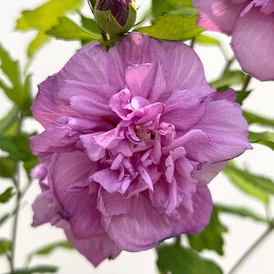 Ԗ ؂̕c/NQiہjFt`Lo[ p[v5|bg