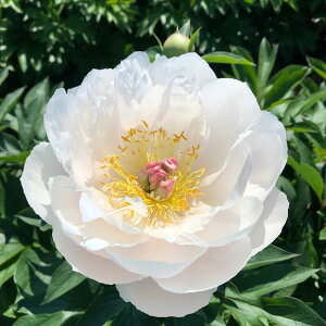 Ԃ̕c/VNNiC^[ZNVinCubhjFuAtFA[5|bg