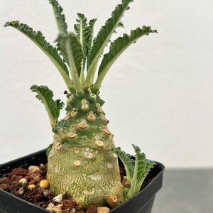 ϗtA/hXejAFuj[ 2.5A*