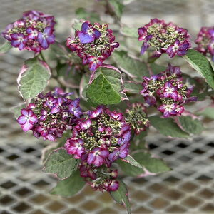 Ԗ ؂̕c/AWTCijFI[p[v3|bg