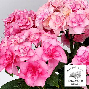 Ԗ ؂̕c/AWTCFoj[isNj3.5|bg