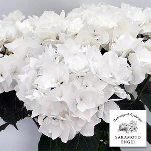 Ԗ ؂̕c/AWTCFGXmizCgj3.5|bg