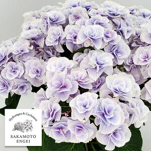 Ԗ ؂̕c/AWTCFeiu[j3.5|bg