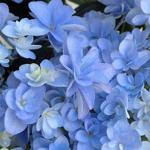 Ԗ ؂̕c/AWTCF|[WBu[P@iu[j3.5|bg