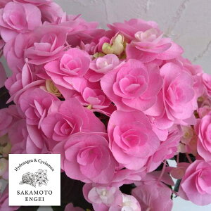 Ԗ ؂̕c/AWTCFCAWisNj3.5|bg