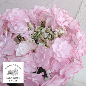 Ԗ ؂̕c/AWTCFKEIKOiPCRjisNj3.5|bg