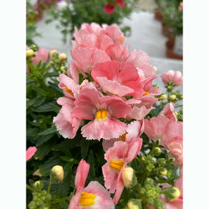 Ԃ̕c/lVAFtt CgsN3.5|bg