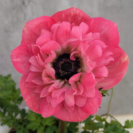 草花の苗/アネモネ：ポルトダブル ピンク3-3.5号ポット*