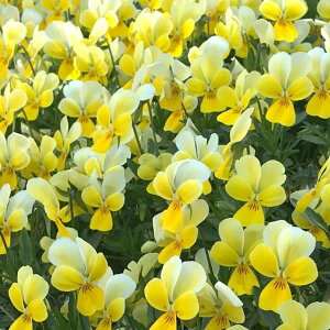 Ԃ̕c/rIFMisato l[h3.5|bg