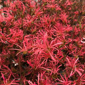 Ԗ ؂̕c/ccWFZCKCccW эEiLNWNj4|bg